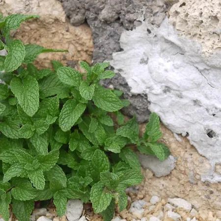 Eco Holidays Cave House Justine Granadilla De Abona