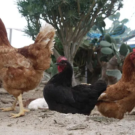 Eco Holidays Cave House Justine Ferienhaus Granadilla De Abona